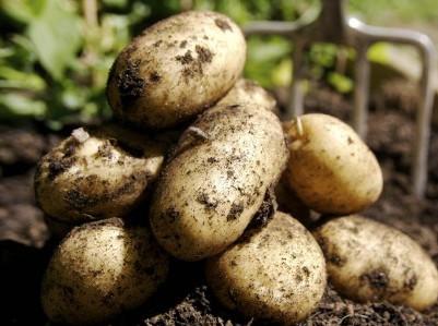 A small pile of potatoes freshly dug from the ground.