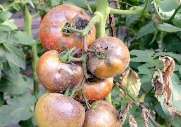 Болезни томатов: фитофтороз