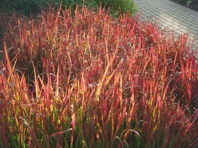 RED OCTOBER GRASS