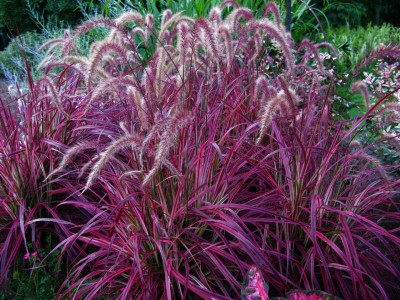 fountain-grass-images-4