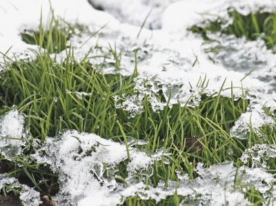 There has come winter. Snow has dropped out. The grass looks out from under snow.