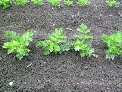 Celery planting