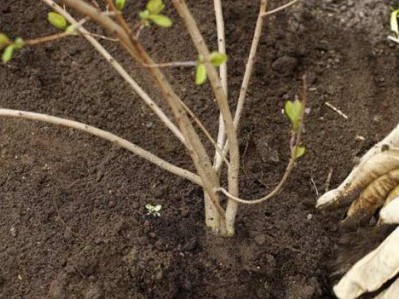 planting_trees_shrubs_6