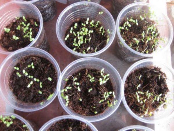 Алиссум: выращивание из семян
