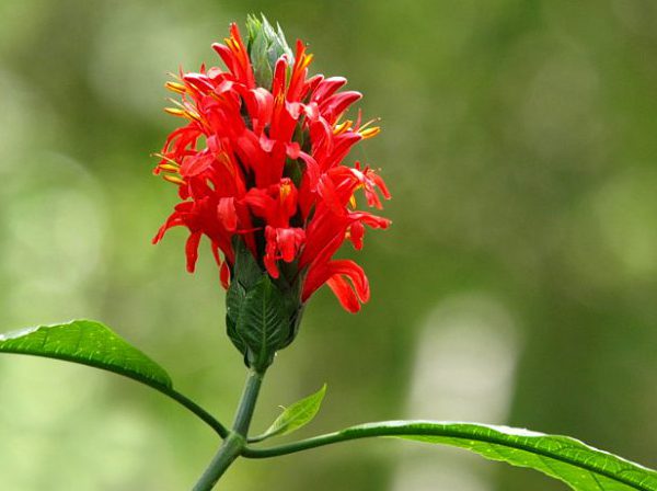 Комнатный цветок пахистахис
