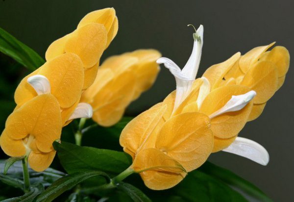 Цветок пахистахис