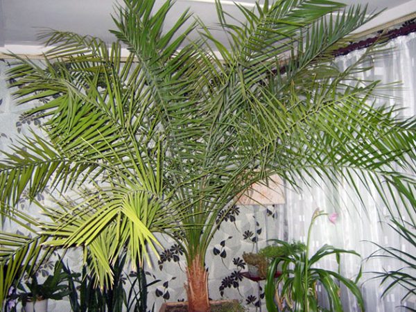 Домашняя финиковая пальма