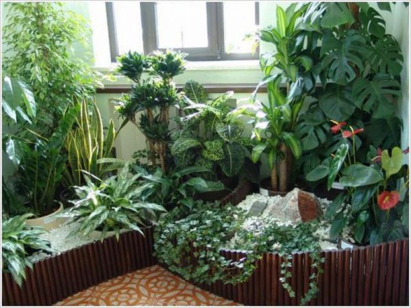 Комнатные растения в интерьере