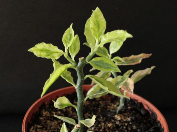 Комнатное растение Педилантус: пересадка