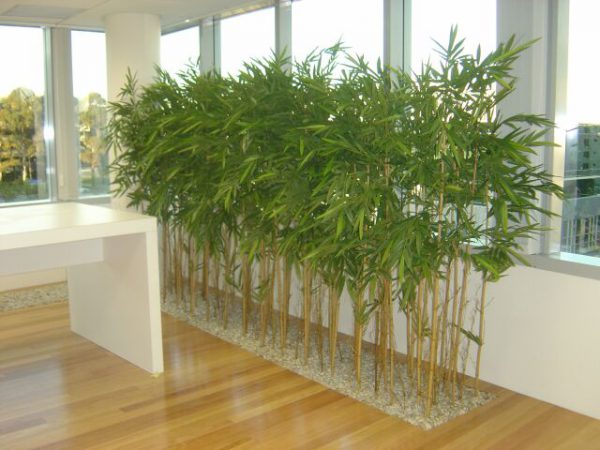 Бамбук домашний в интерьере