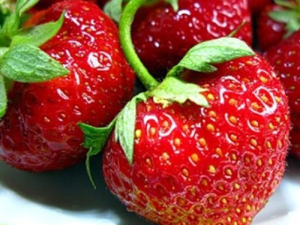 Клубника Зефир: ягоды