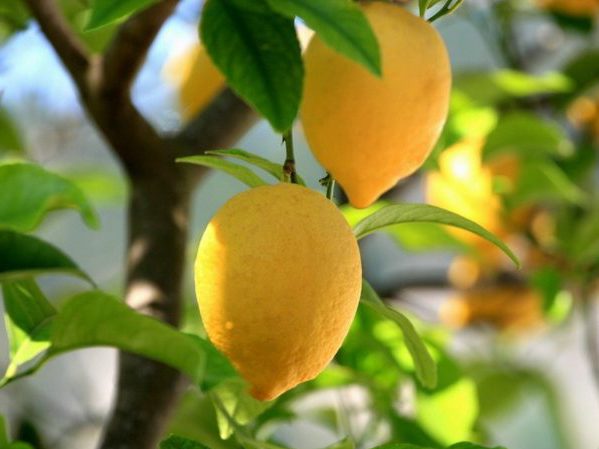 Плоды комнатного лимона