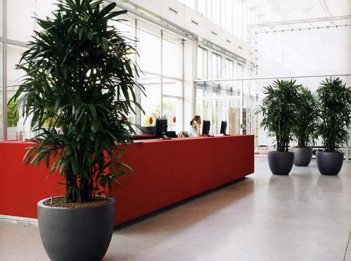 Большие комнатные растения в офисе