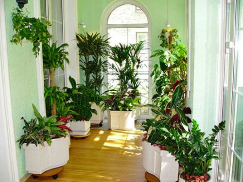Большие комнатные растения в интерьере