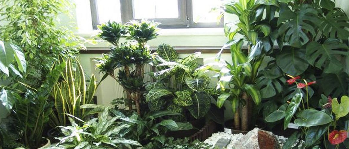 Какие комнатные растения должны быть дома обязательно фото и названия