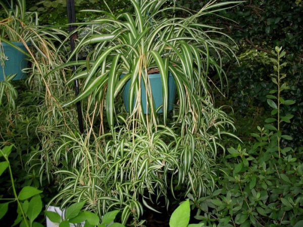 Теневыносливые комнатные растения: Хлорофитум хохлатый