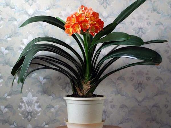 Теневыносливые комнатные растения: Кливия