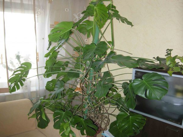 Теневыносливые комнатные растения: Монстера