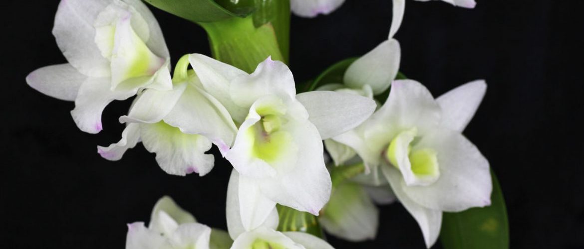 Орхидея Дендробиум Уход В Домашних Условиях Фото