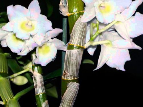 Орхидея дендробиум уход в домашних условиях