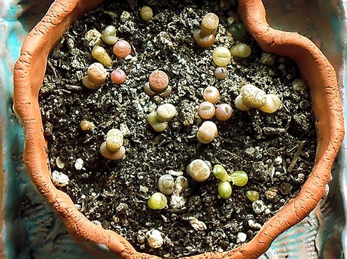 Литопсы: выращивание из семян в домашних условиях