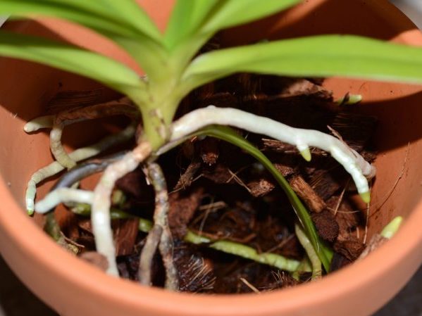 Орхидея Ванда: уход и выращивание в домашних условиях