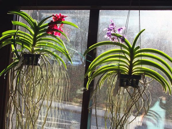Орхидея Ванда, уход в домашних условиях