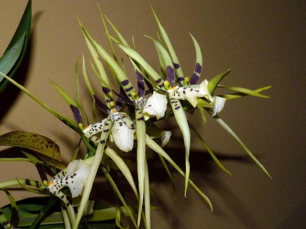 Орхидея Брассия Хвостатая