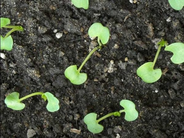 Инкарвиллея: посадка и уход, выращивание из семян
