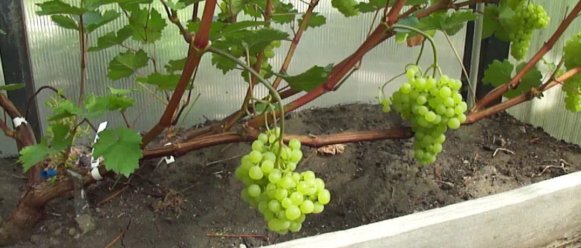 Выращивание винограда в теплице: посадка, уход, выбор сорта