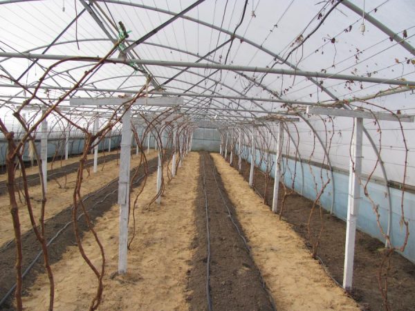 Выращивание винограда в теплице: посадка, уход, выбор сорта