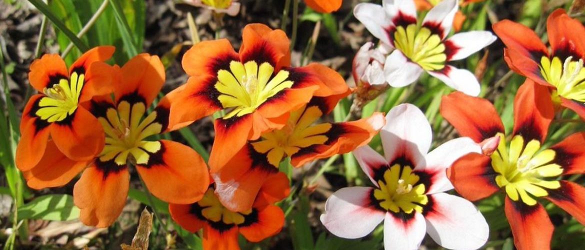 Цветы спараксис: посадка и уход в открытом грунте