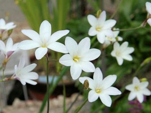 Цветы спараксис: посадка и уход в открытом грунте