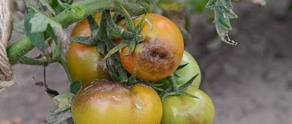 Фитофтороз томатов: как бороться и чем лечить гниль на помидорах