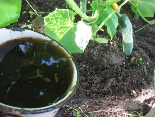 Подкормка огурцов в теплице во время плодоношения