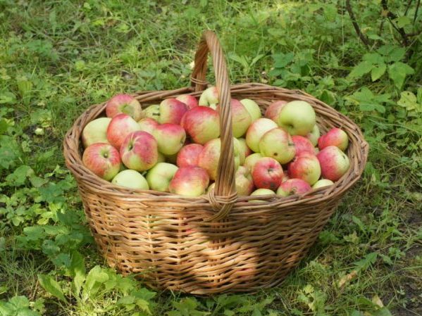 Сбор урожая яблок