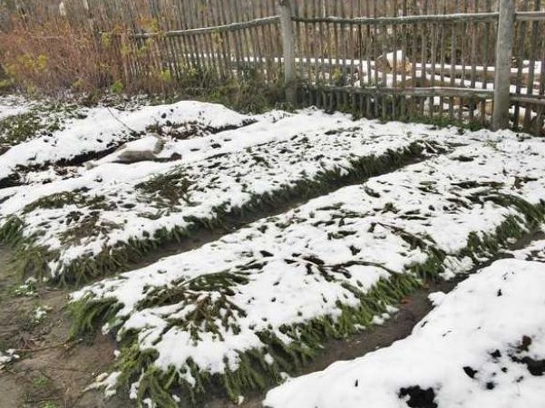 Подготовка клубники к зиме: кусты укрыты лапником