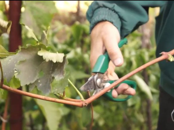 Размножение винограда черенками: выбор лозы