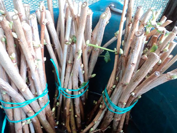 Размножение черной смородины осенью: заготовка черенков