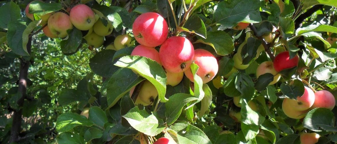 Почему яблоня не плодоносит и не цветет, что делать