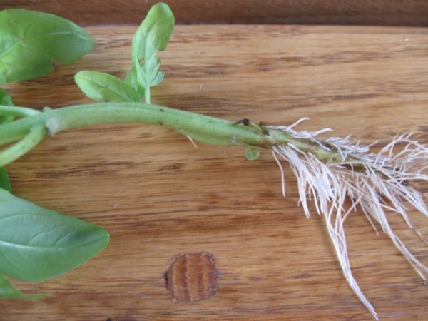 Базилик на подоконнике: выращивание из черенков