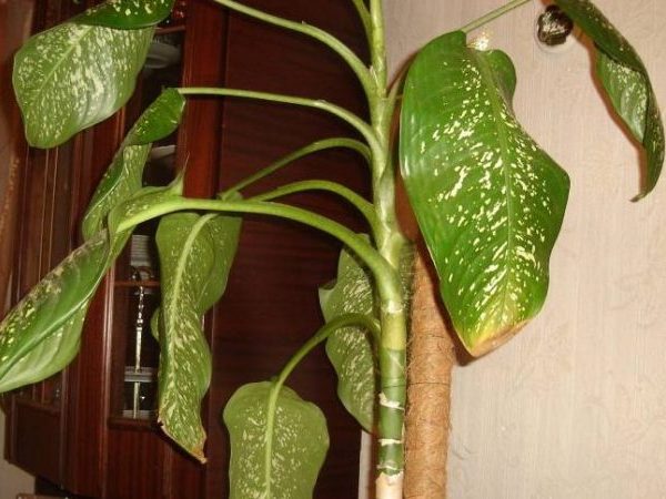 Диффенбахия: желтеют и сохнут кончики листьев