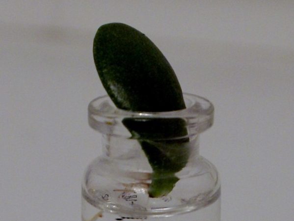 Толстянка: размножение листом в воде
