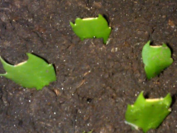 Декабрист: размножение листом