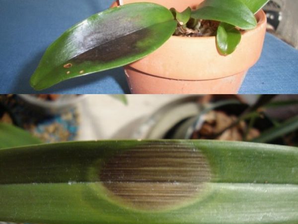 Болезни орхидей: коричневая гниль