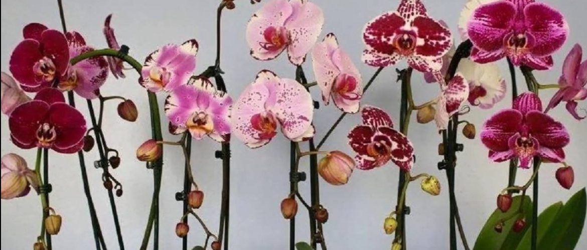 Можно ли в орхидею сверху добавить грунтовку
