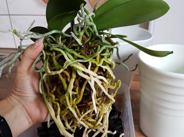 Орхидея Фаленопсис: пересадка требуется