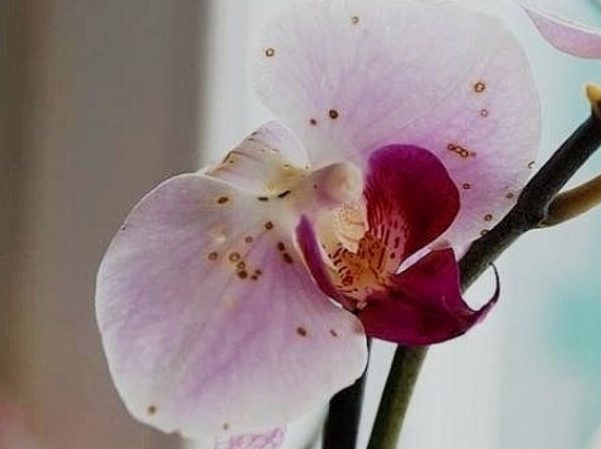Болезни орхидей: серая гниль