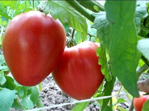 Сорта томатов устойчивые к фитофторе низкорослые. Лентяйка