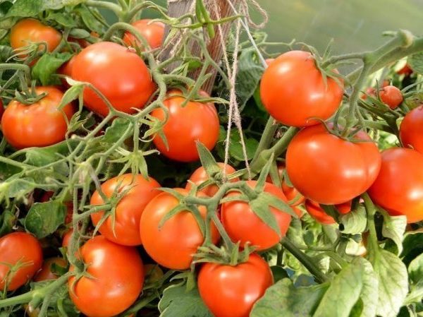 Ранние томаты для теплицы на Урале. Сорт Альфа